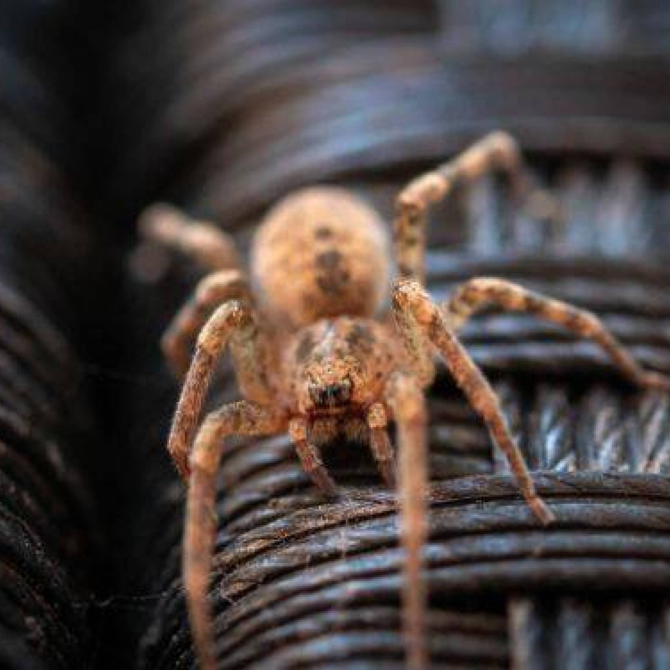 Co to jest Arachnofobia i co ją wywołuje?